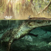 В середине морды вымерших Crocodylus checchiai имелся бугорок, как у современных крокодилов Америки