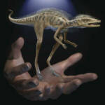 Обнаружены останки миниатюрного предка динозавров и птерозавров