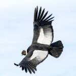 Кондоры оказались способны пролетать более 150 километров без единого взмаха крыльями