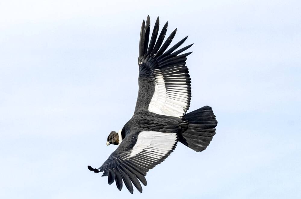 Кондоры оказались способны пролетать более 150 километров без единого взмаха крыльями