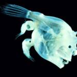 Слияние самца рыбы-удильщика с телом самки обеспечивает отсутствие нормального иммунитета