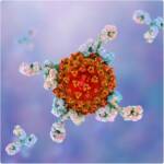 Немецкие ученые выделили 28 антител, нейтрализующих коронавирус SARS-CoV-2