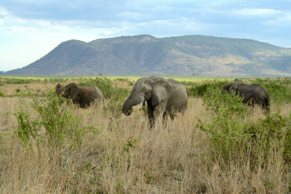 Слоны выкорчевывают саженцы и небольшие деревья,создавая среду обитания для более мелких позвоночных, что помогает поддерживать пастбища. / © Justin Yeakel