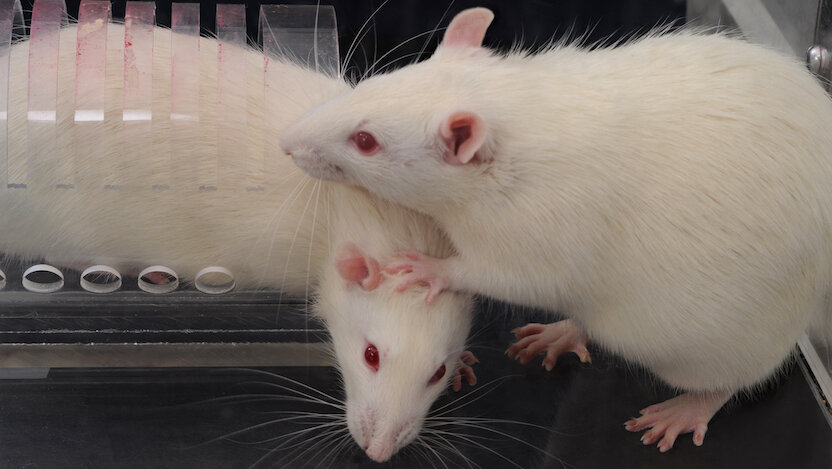 Лабораторные крысы