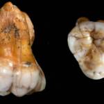 Биологи научились узнавать пол человека по зубной эмали