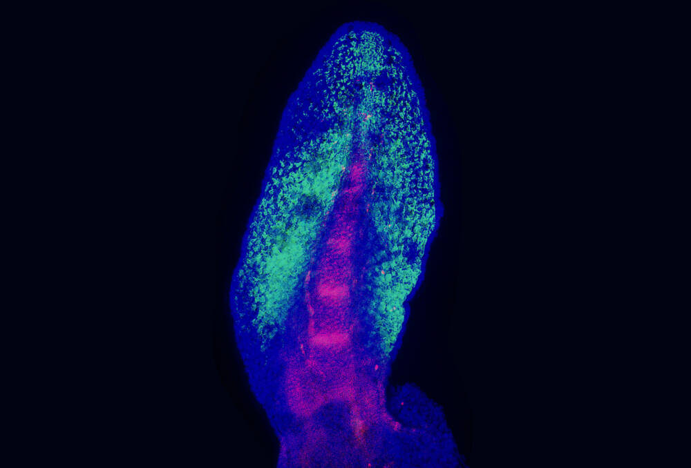 Образец плавника рогозуба который использовали в исследовании / ©Science Advances