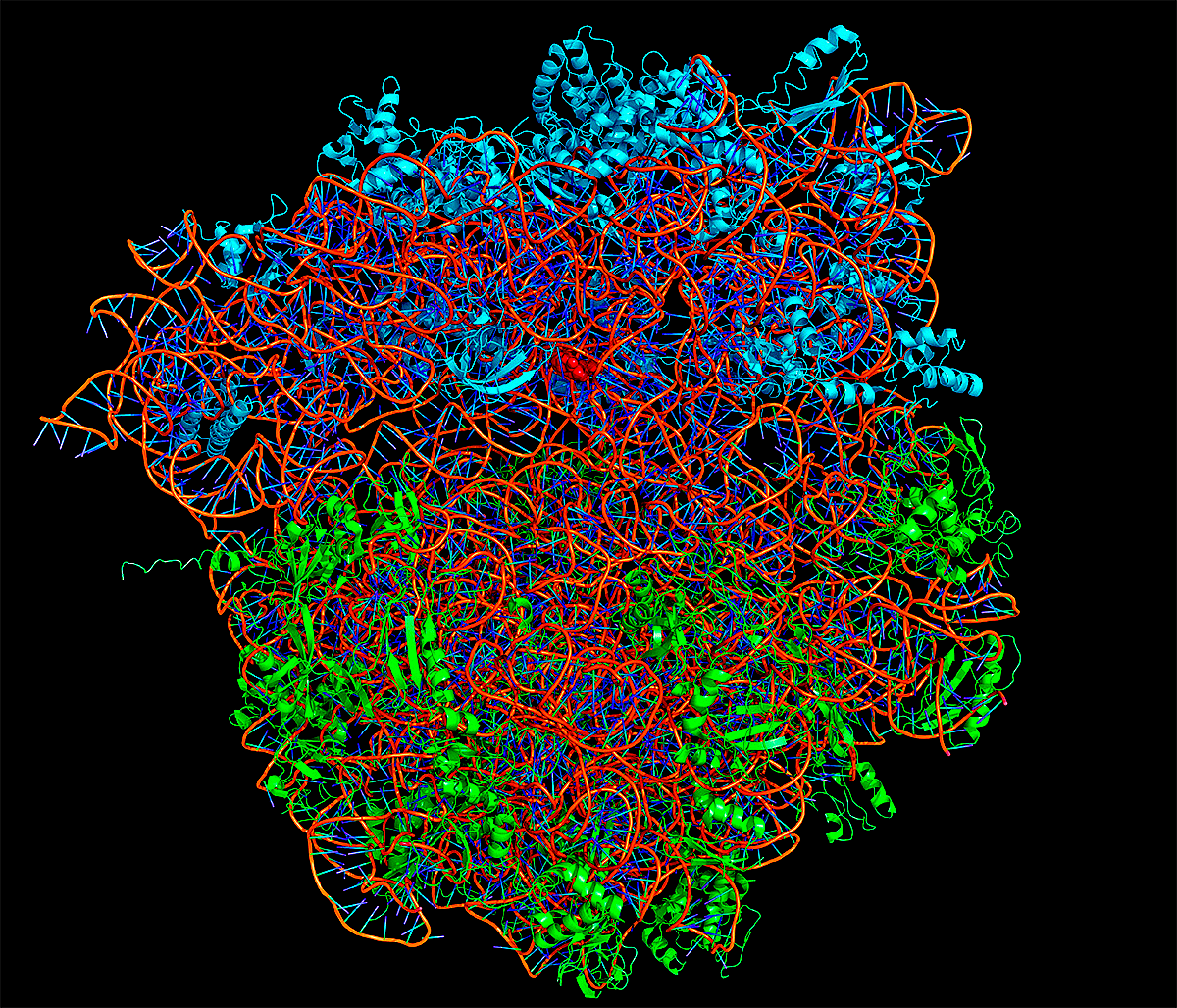 Белковая рнк. Рибосома РНК. Рибосомальная РНК структура. Рибосома 3д. Рибосомные белки.