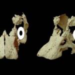 Ученые рассмотрели череп зародыша динозавра внутри окаменелого яйца