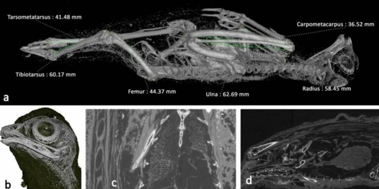 3D-сканирование мумии птицы