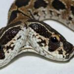 В Индии обнаружили редкую двухголовую змею