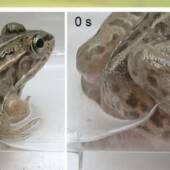 Водолюб спасается от лягушки / © Current Biology