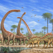 Изображение зауроподов (слева) и стегозавров (справа) / ©Фил Уилсон