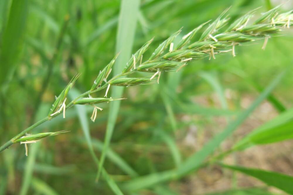 В СПбГУ выяснили, что пшеница и пырей могут очистить почву от токсичных металлов