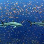Биологи нашли образчики «дружбы» даже среди акул