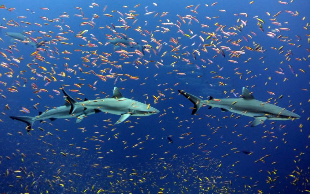 Биологи нашли образчики «дружбы» даже среди акул