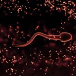 Новые эксперименты опровергли хрестоматийные представления о том, как плавают сперматозоиды