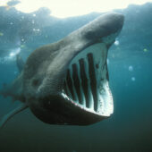 Гигантская акула