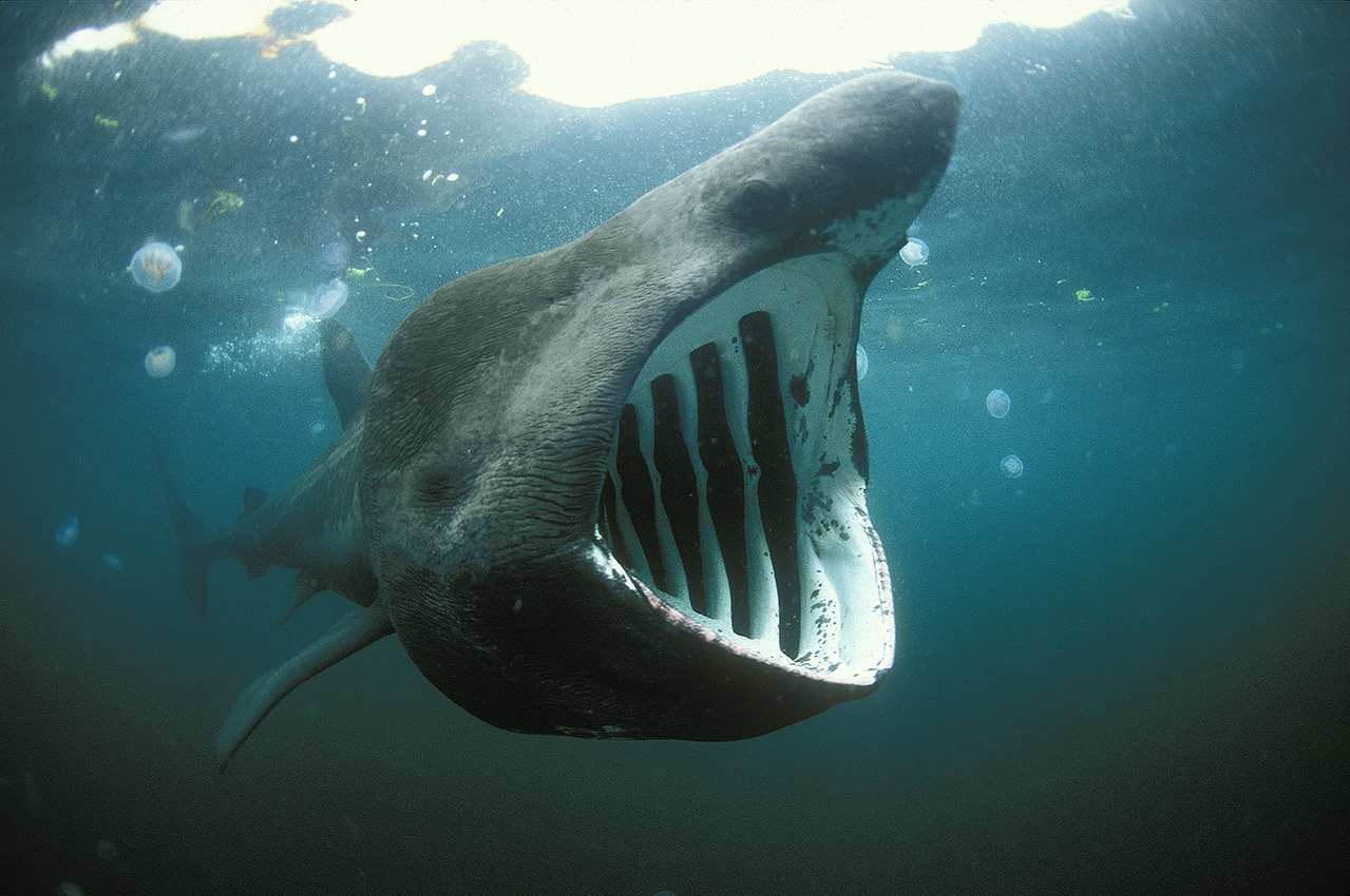 Греющаяся акула (54 фото)