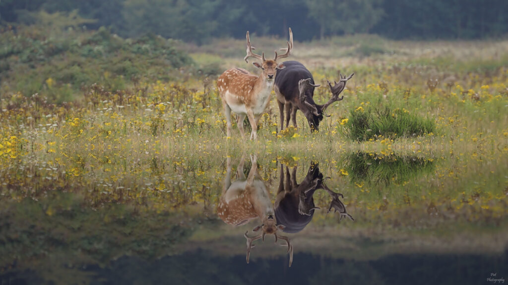 ©piet fotograaf