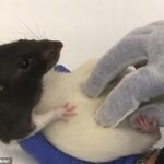 Ученые выяснили, как крысы реагируют на щекотку