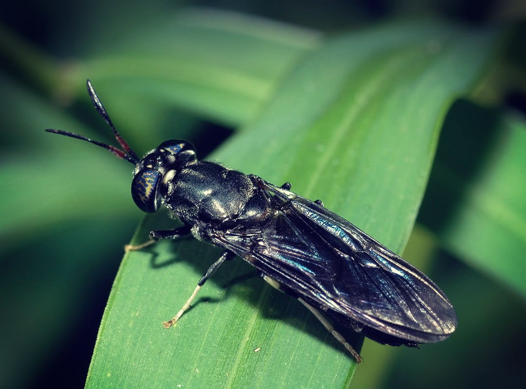 Личинки мух могут заменить антибиотики в сельском хозяйстве