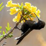 Биологи выяснили, как горные колибри выживают по ночам
