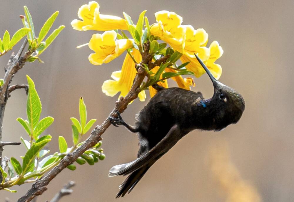 Биологи выяснили, как горные колибри выживают по ночам