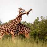 Жирафы могут быть подвержены повышенному риску гибели от молнии