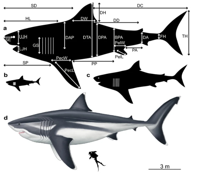 сколько метров акула