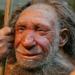 Поздние неандертальцы получили мужские половые хромосомы от предков современных людей