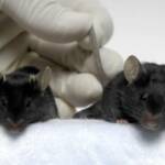 «Могучие» мыши сохранили мышечную массу в космическом полете