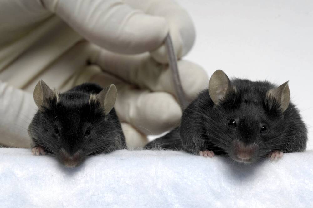 «Могучие» мыши сохранили мышечную массу в космическом полете