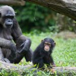 Шимпанзе-сироты испытывают похожие трудности, что и люди, оставшиеся без матерей