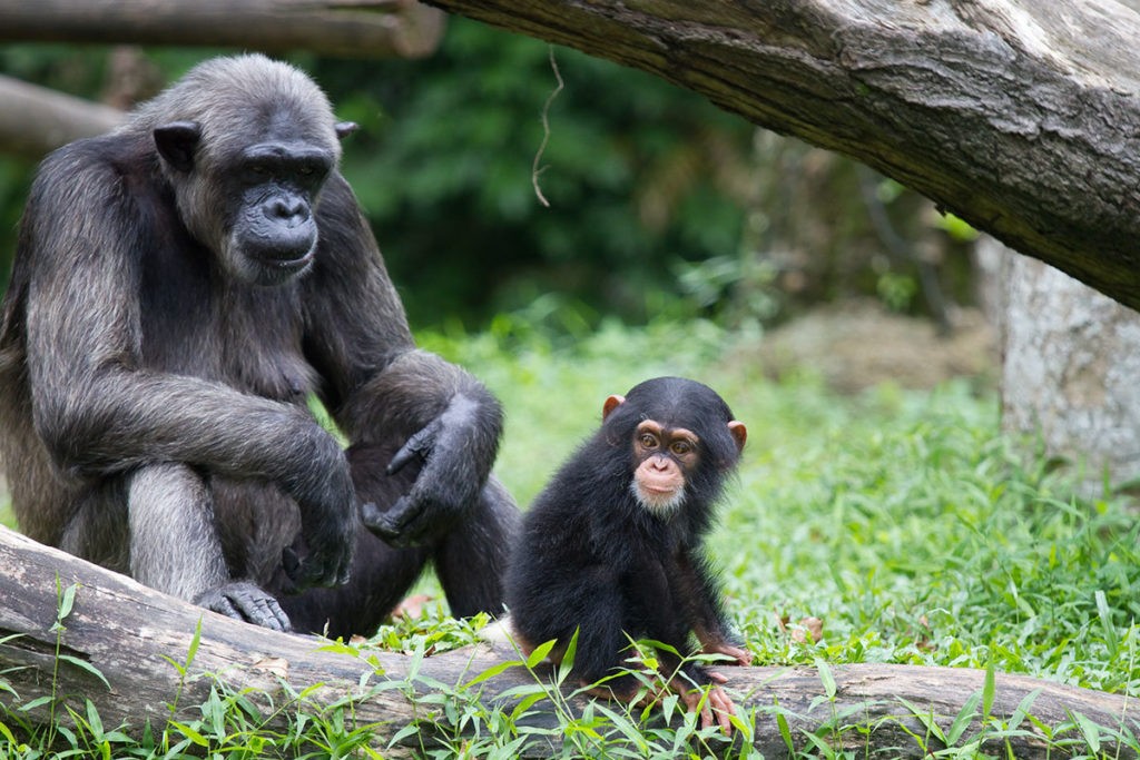 Шимпанзе-сироты испытывают похожие трудности, что и люди, оставшиеся без матерей