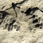 В Саудовской Аравии обнаружены следы, оставленные людьми 120 тысяч лет назад