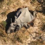 Установлена причина массовой гибели слонов на юге Африки