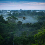 Тропические леса Амазонки могут превратиться в саванну