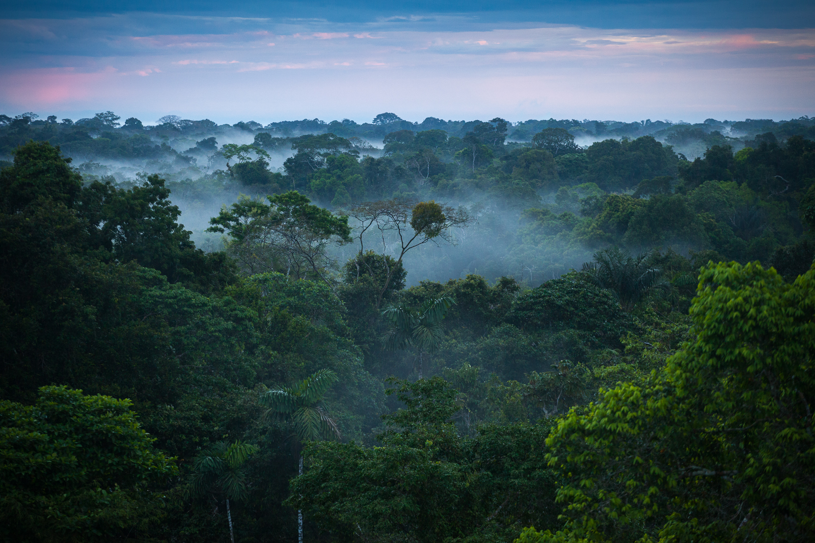 Амазонка в лесу