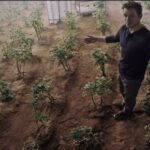 Геологи смоделировали «почву» для выращивания растений на Марсе