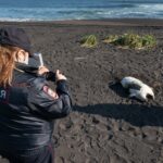 «Тысячи трупов морских животных»: у берегов Камчатки разворачивается экологическая катастрофа