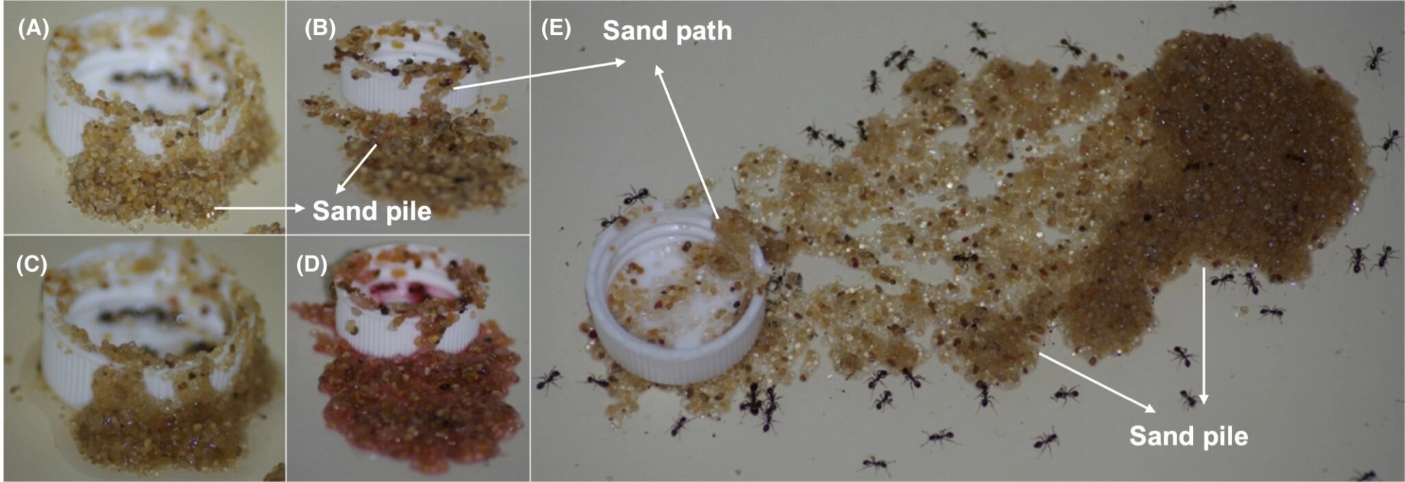 Муравьи научились использовать песок для орудийной деятельности