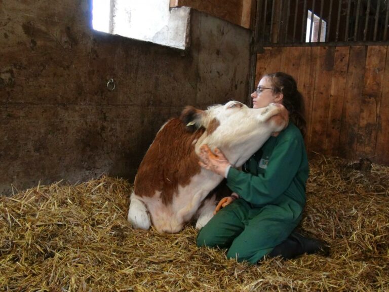 Анника Ланге с коровой / © Венский ветеринарный университет