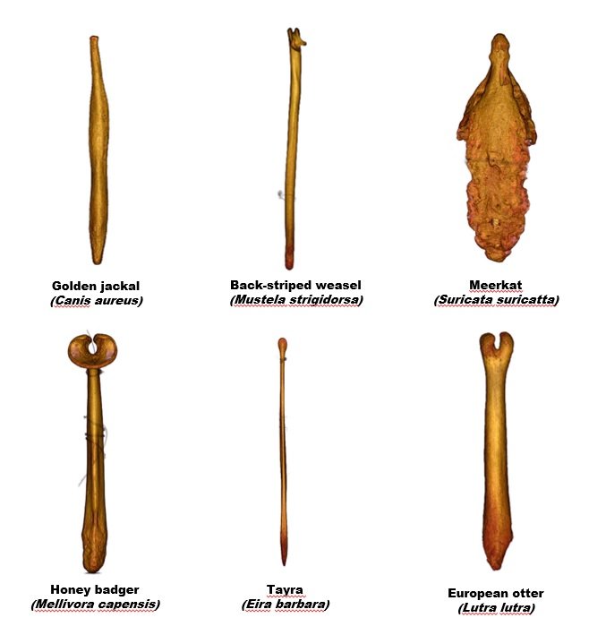 Предложено объяснение назначения костей пениса у животных