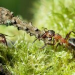 Выяснилось, почему муравьи такие сильные