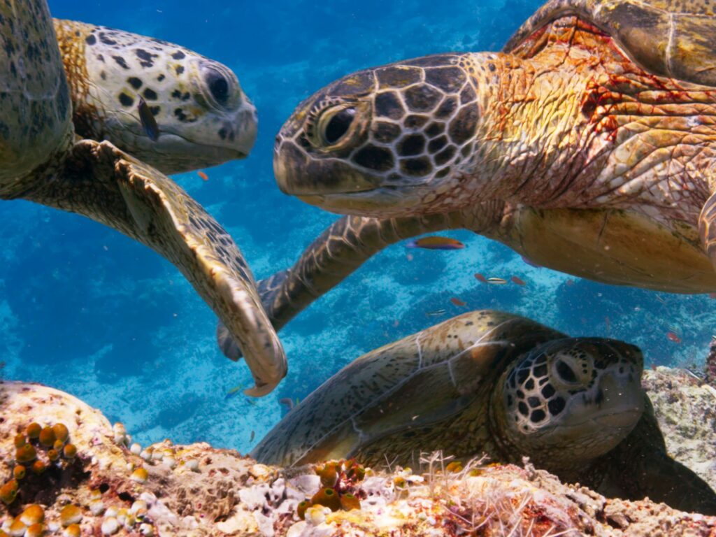 Кадр из ролика, который показывали добровольцам / ©Blue Planet II