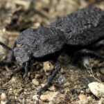 Ученые раскрыли секрет прочности «нераздавливаемого» жука