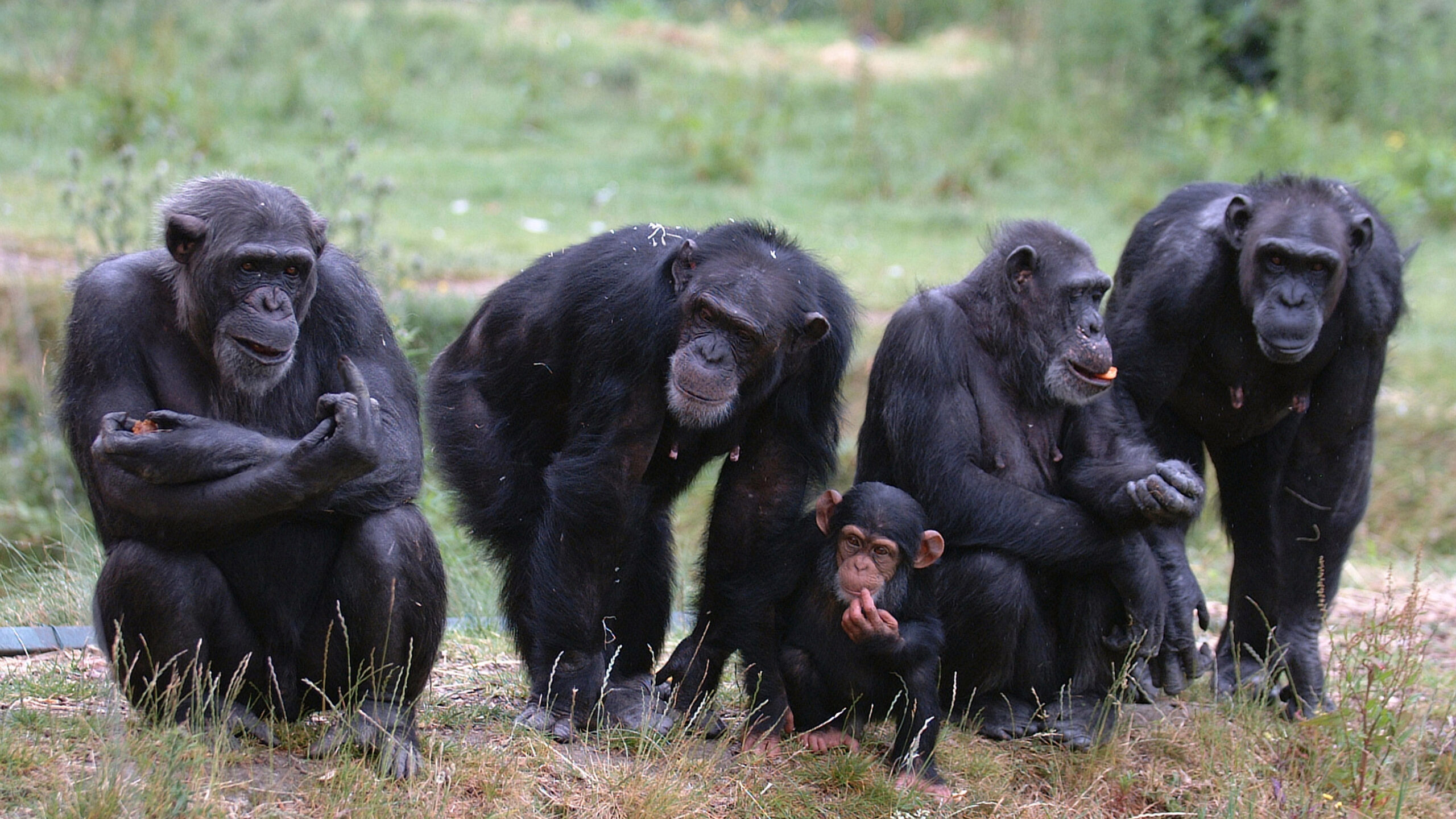 Шимпанзе, как и люди, не склонны заводить друзей в старости