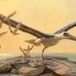 Гигантские ископаемые птицы оказались древнее, чем считалось