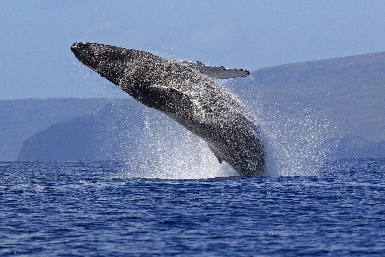 Выяснилось, почему киты меняют громкость своего пения