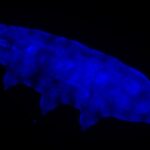 Обнаружены тихоходки, защищающиеся от смертельного ультрафиолета с помощью флуоресценции